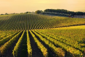 vineyard