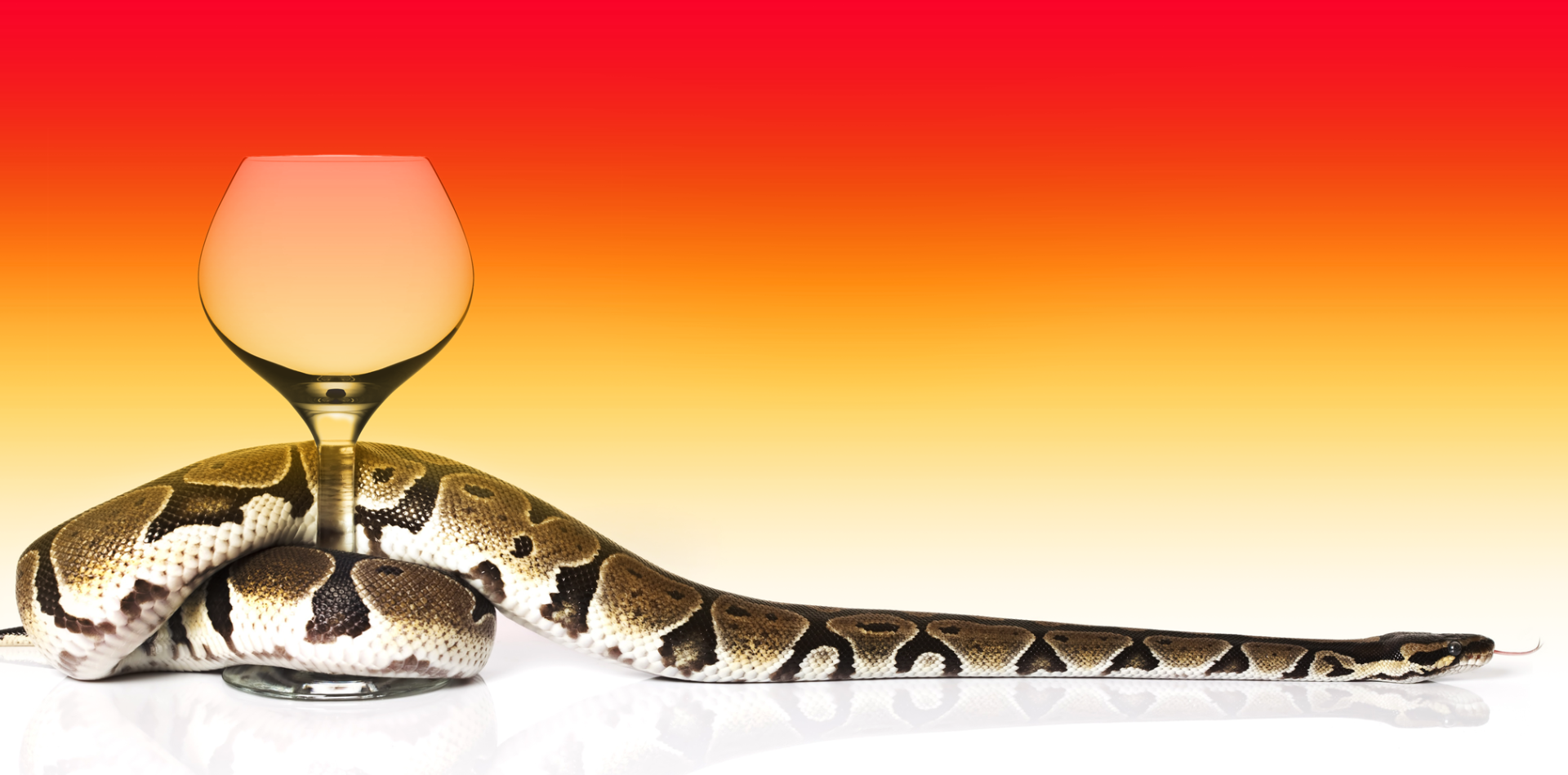 What is Snake Wine and Will it Kill Me?