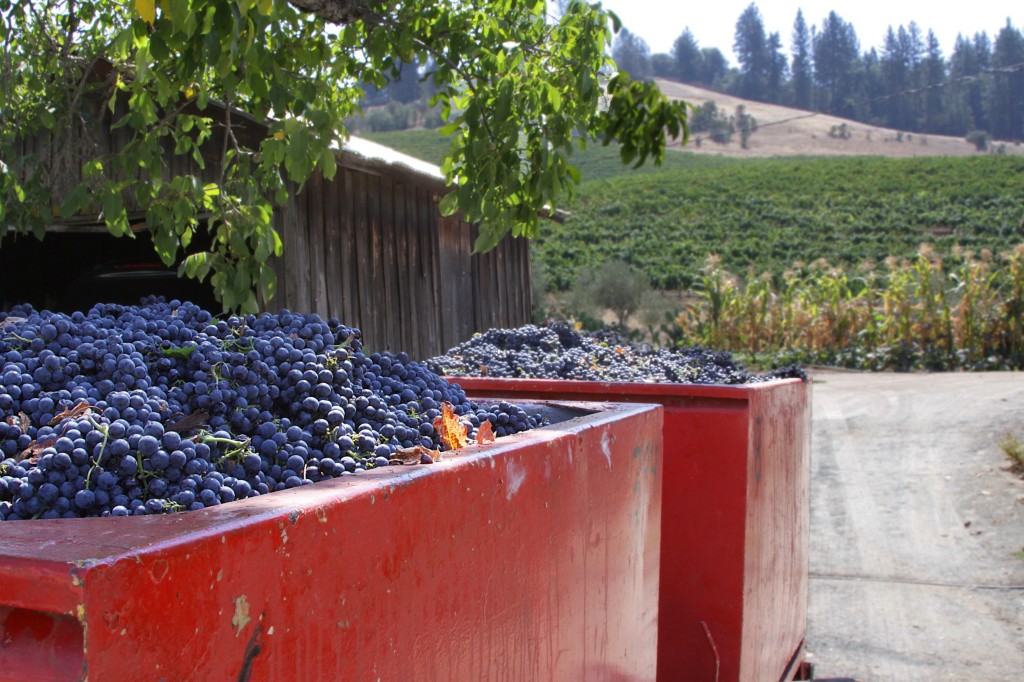 1_AM1_RED-BINS-w-GRAPES_photo credit Jennifer Pechette