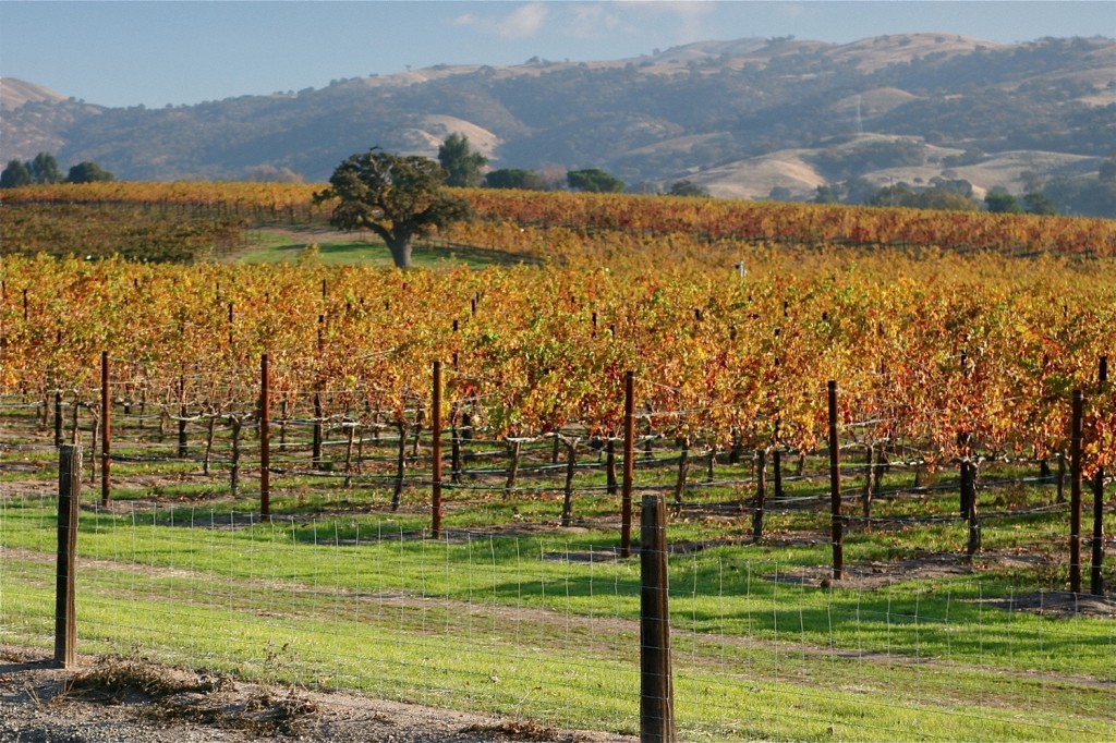 8_LIVVAL3_Web Fall Vines_photo credit Livermore Valley Winegrowers Association
