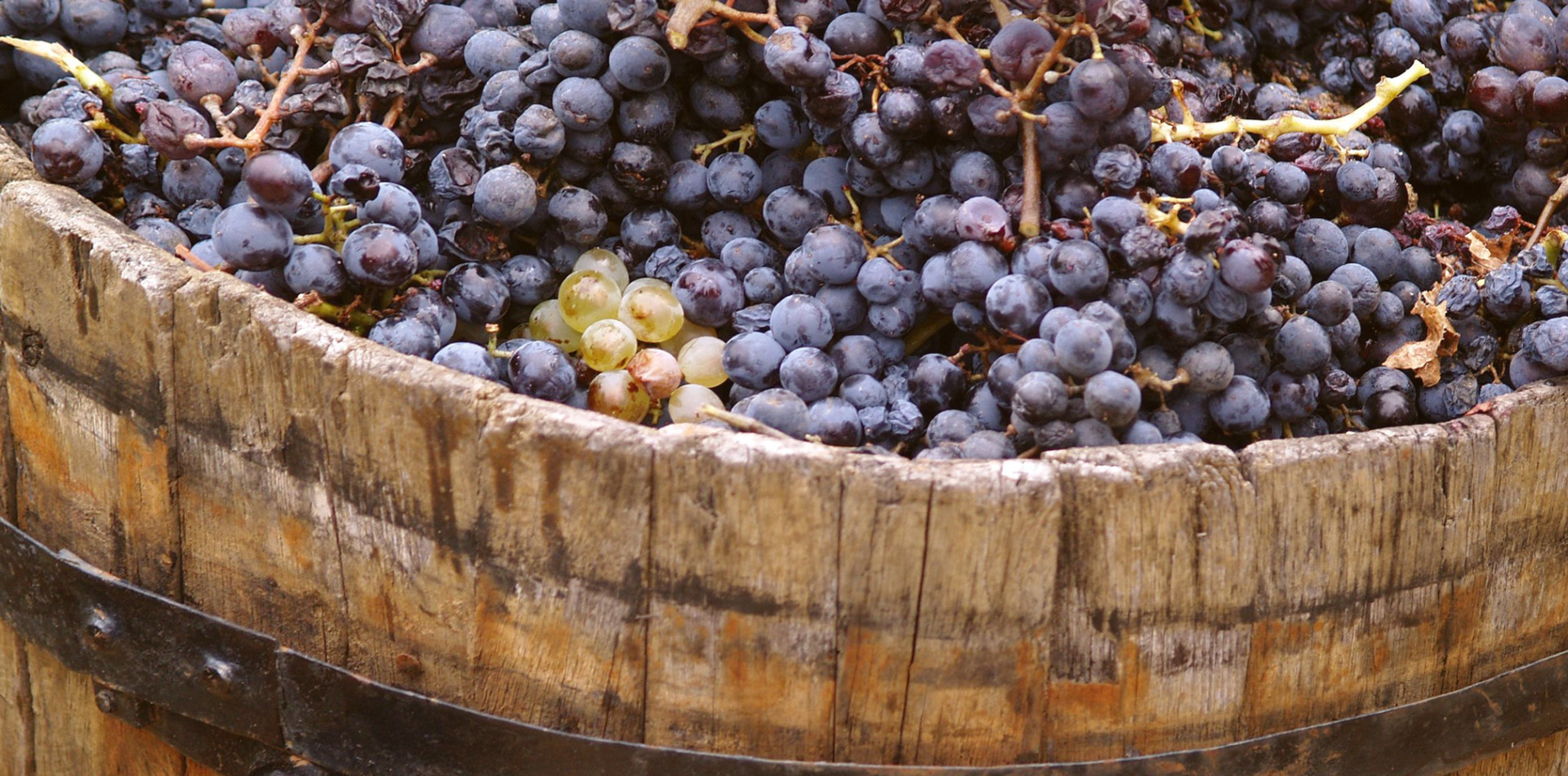 What Makes Natural Wine Natural?