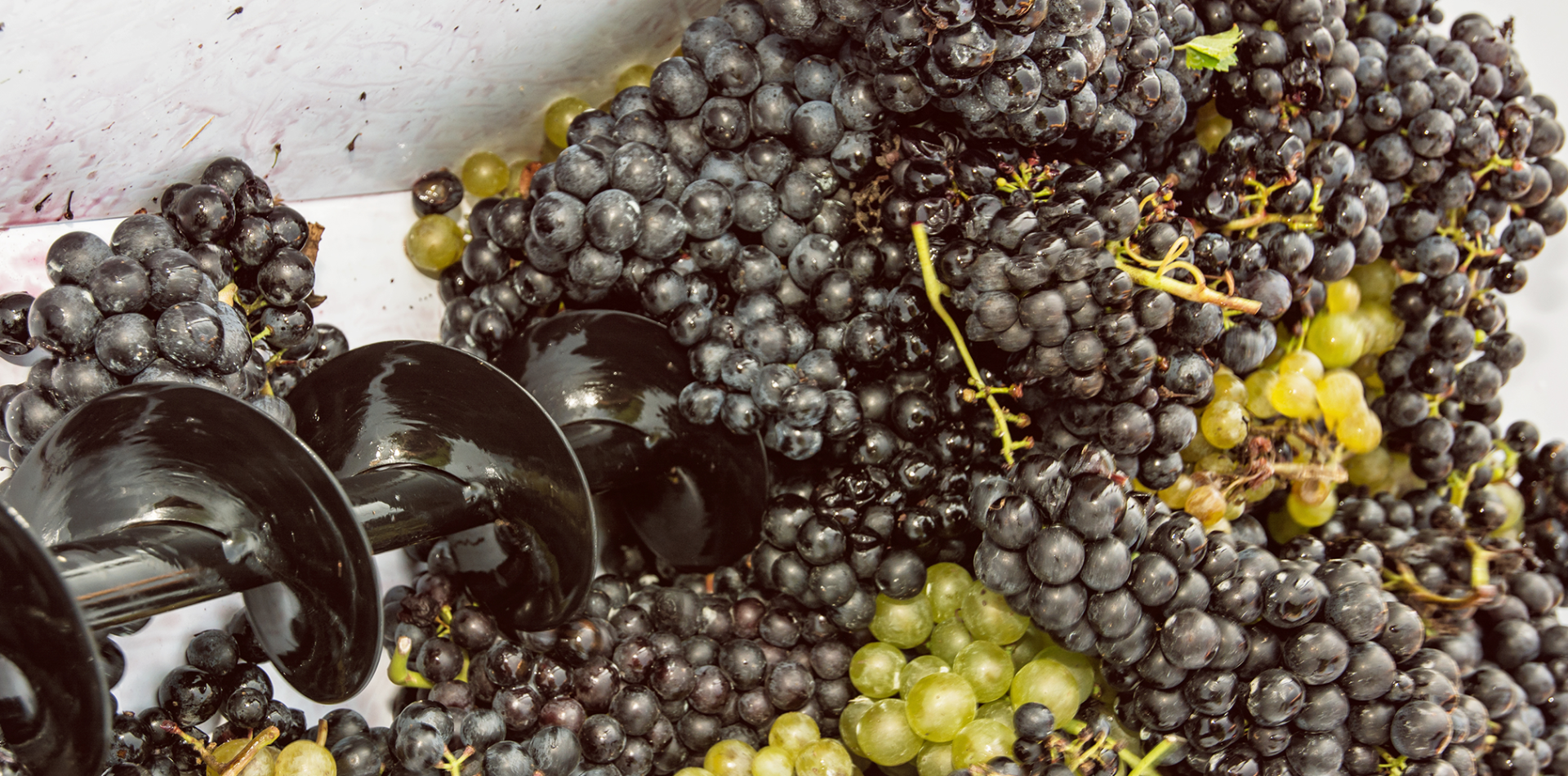 What Do Vineyards Do With Grape Leftovers from Harvest?