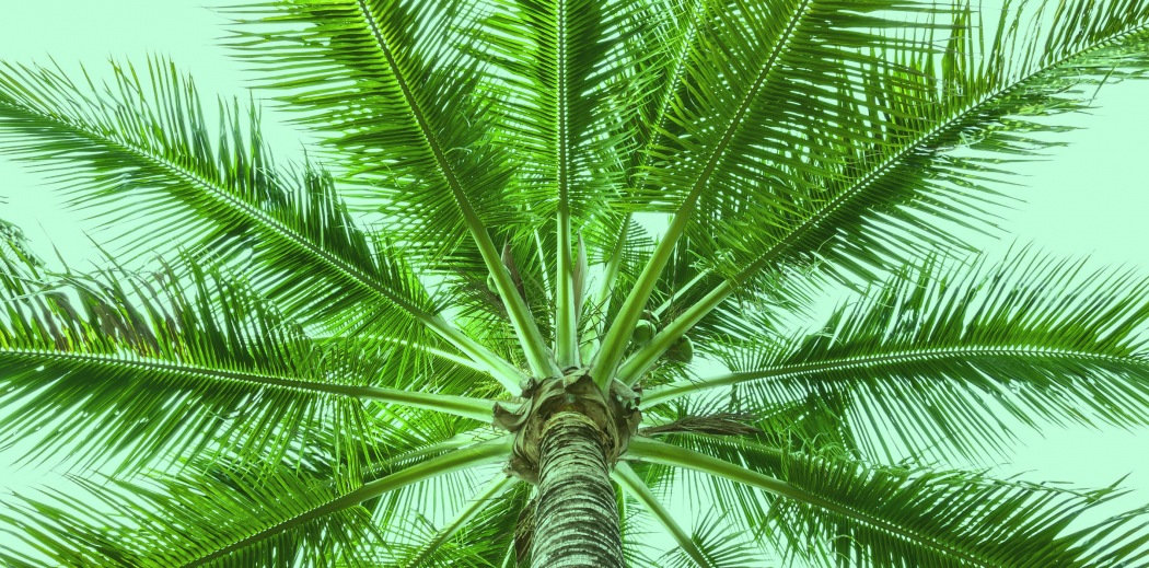 What Is Palm Wine Thebacklabel