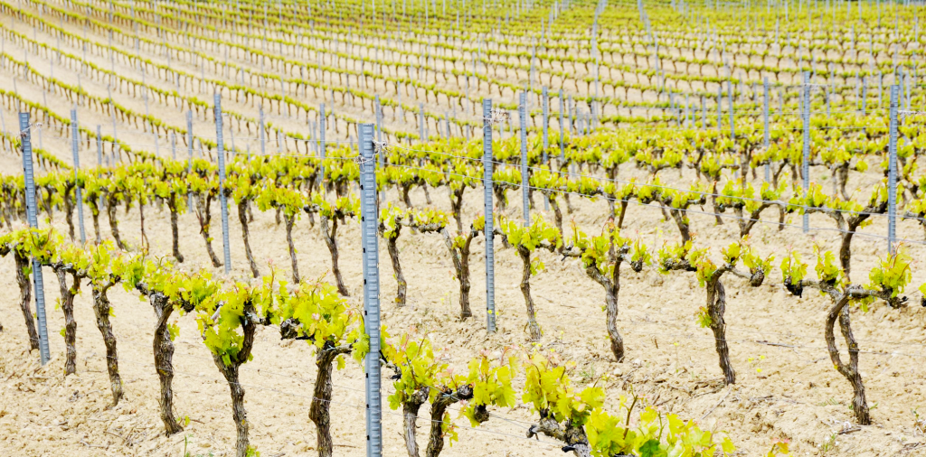 Guide to Basque Wines