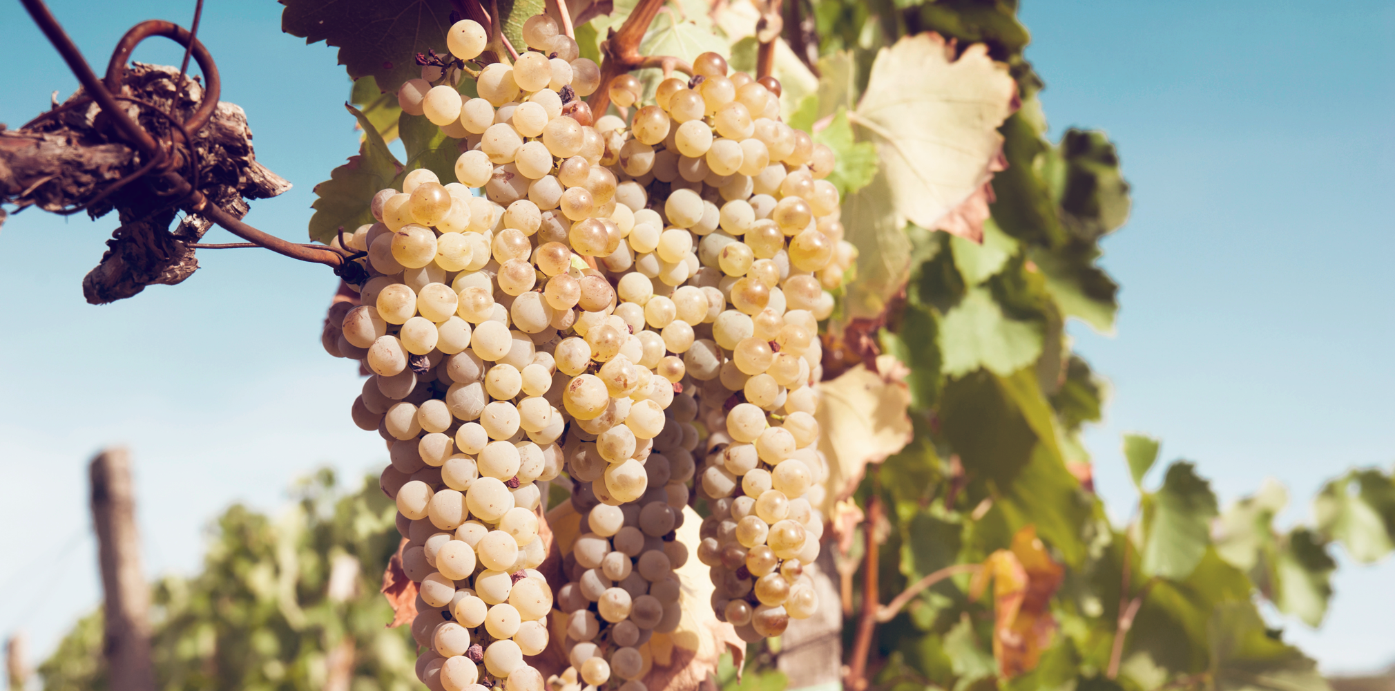 savory grape