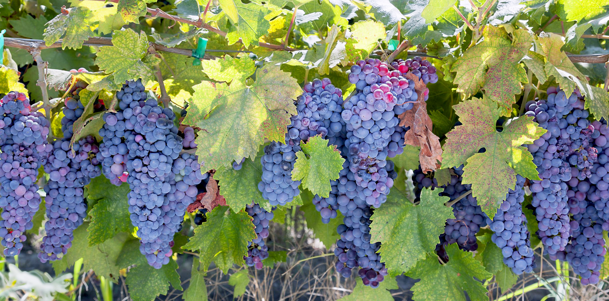 Tracing the Origins of Zinfandel