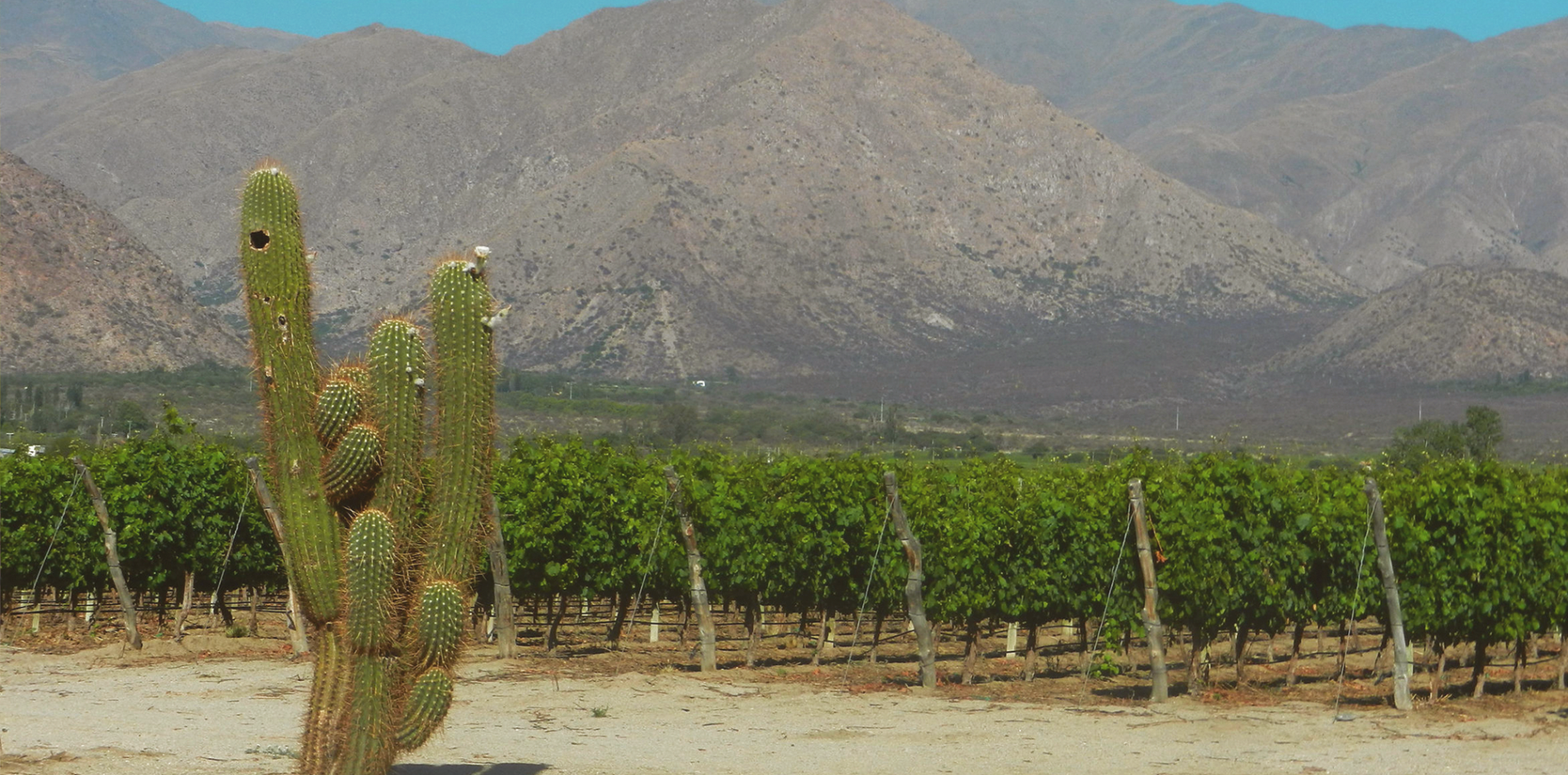 A Guide to Mexico's Wine Regions