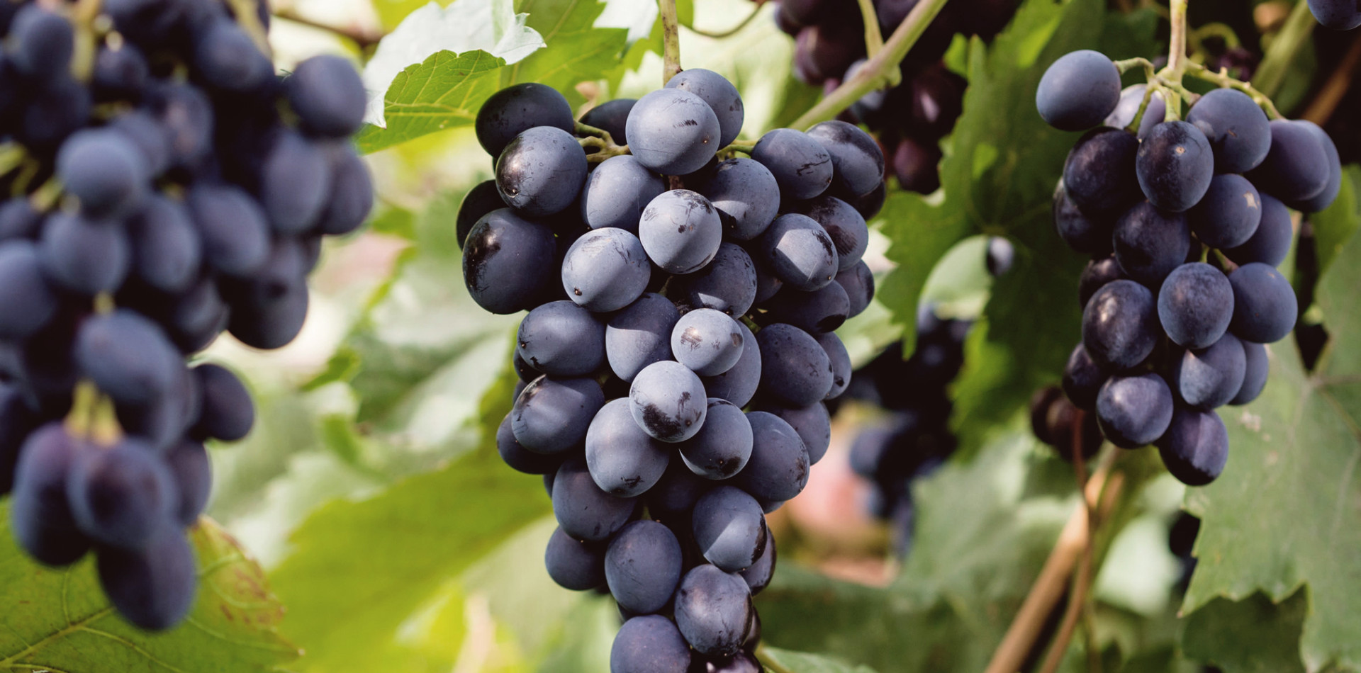 What is Saperavi?