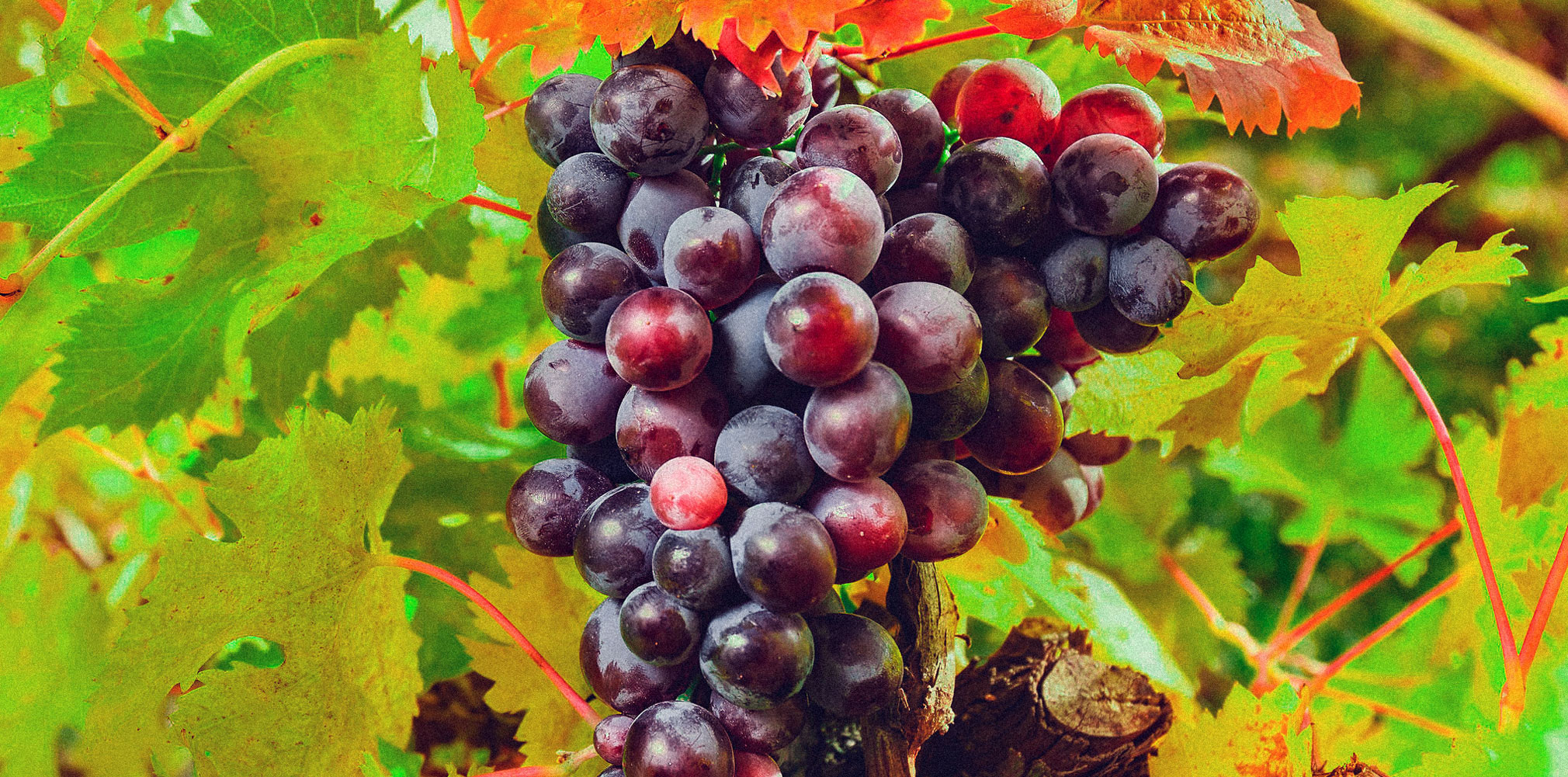 Guide to Black Muscat