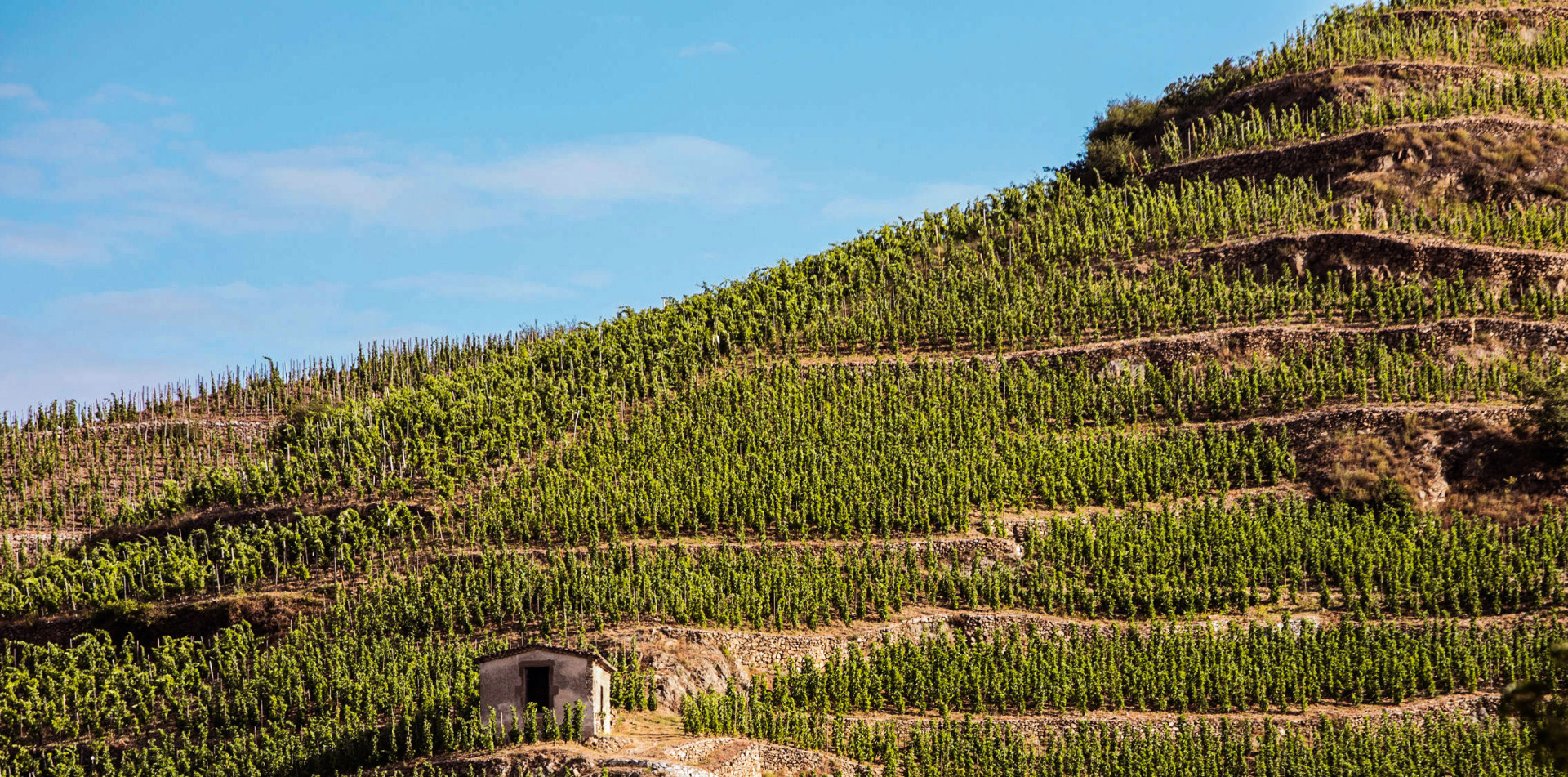 Appellation Appreciation Cornas