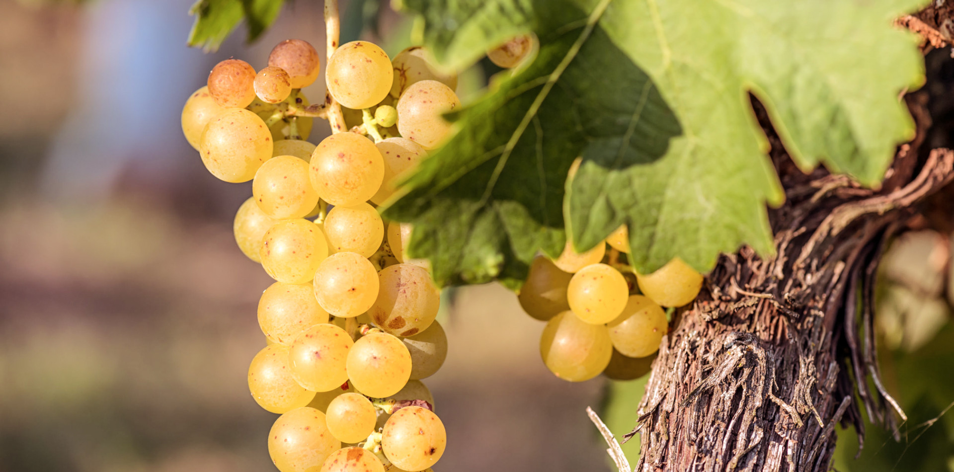 Grape Guide: Riesling