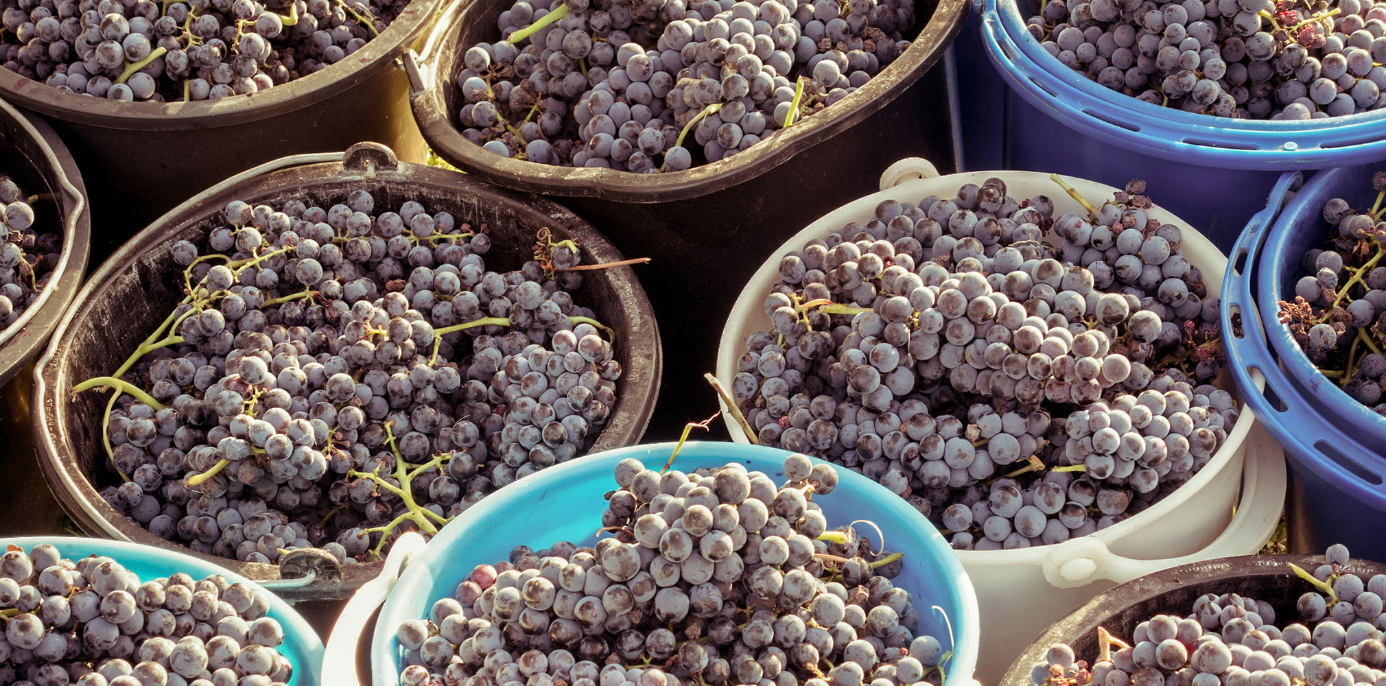 Perfect Pairings What Grows Together, Goes Together