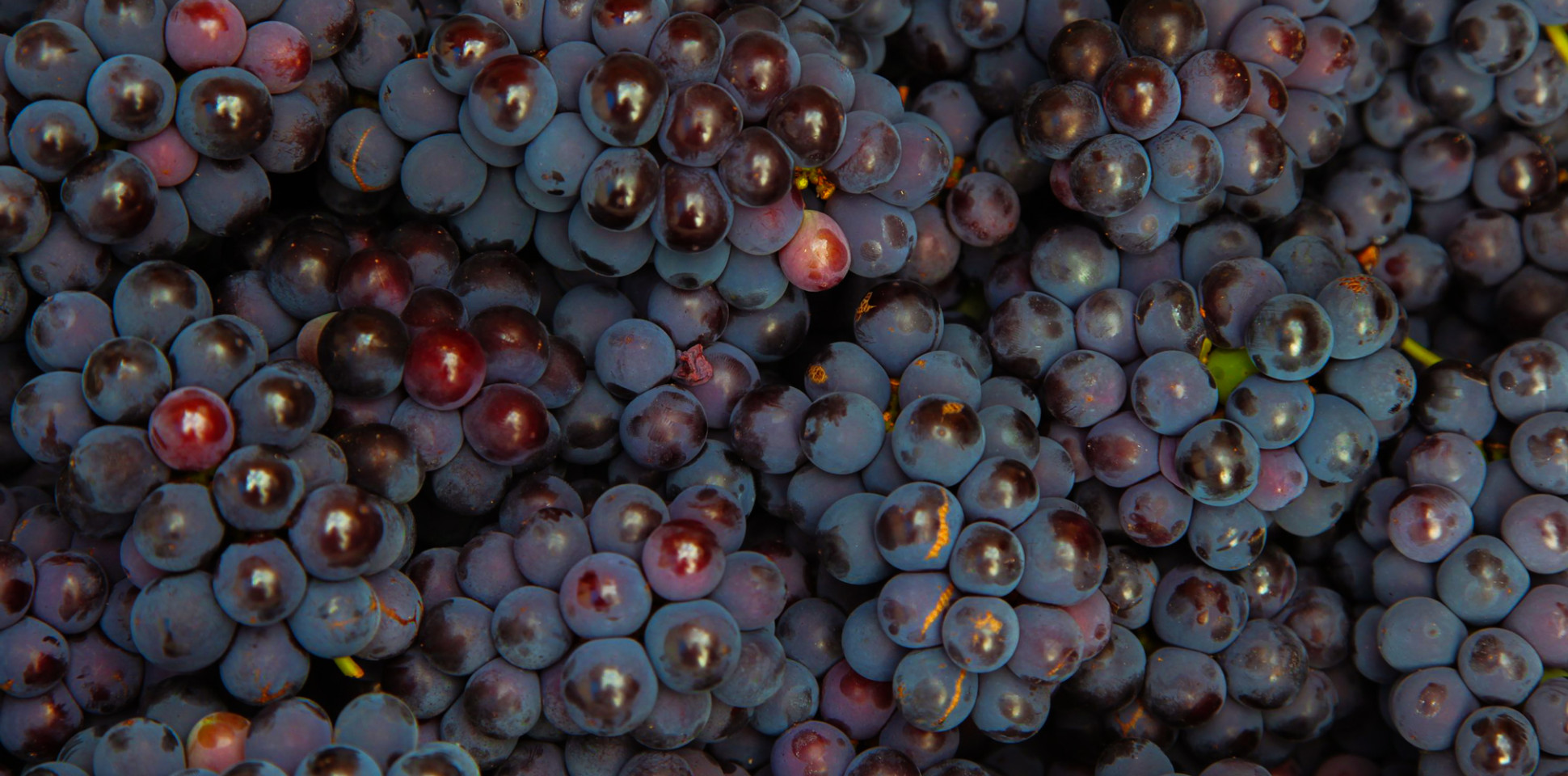 What is Carignan?