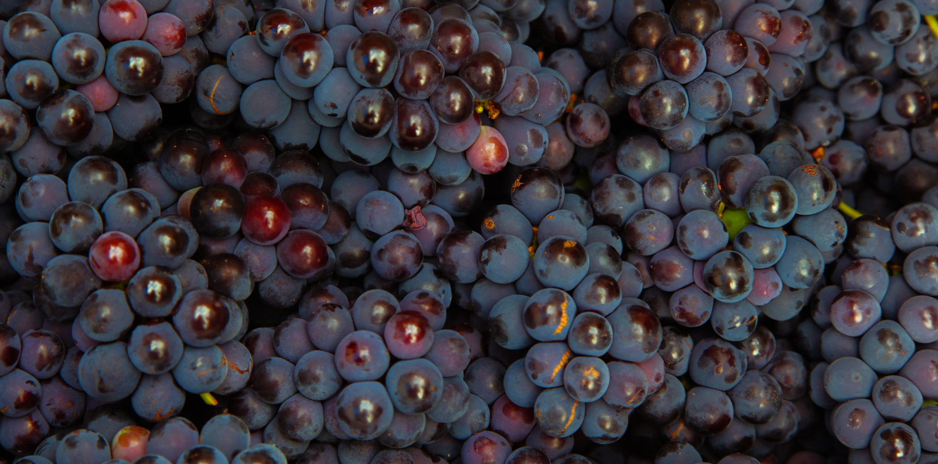 What is Carignan?
