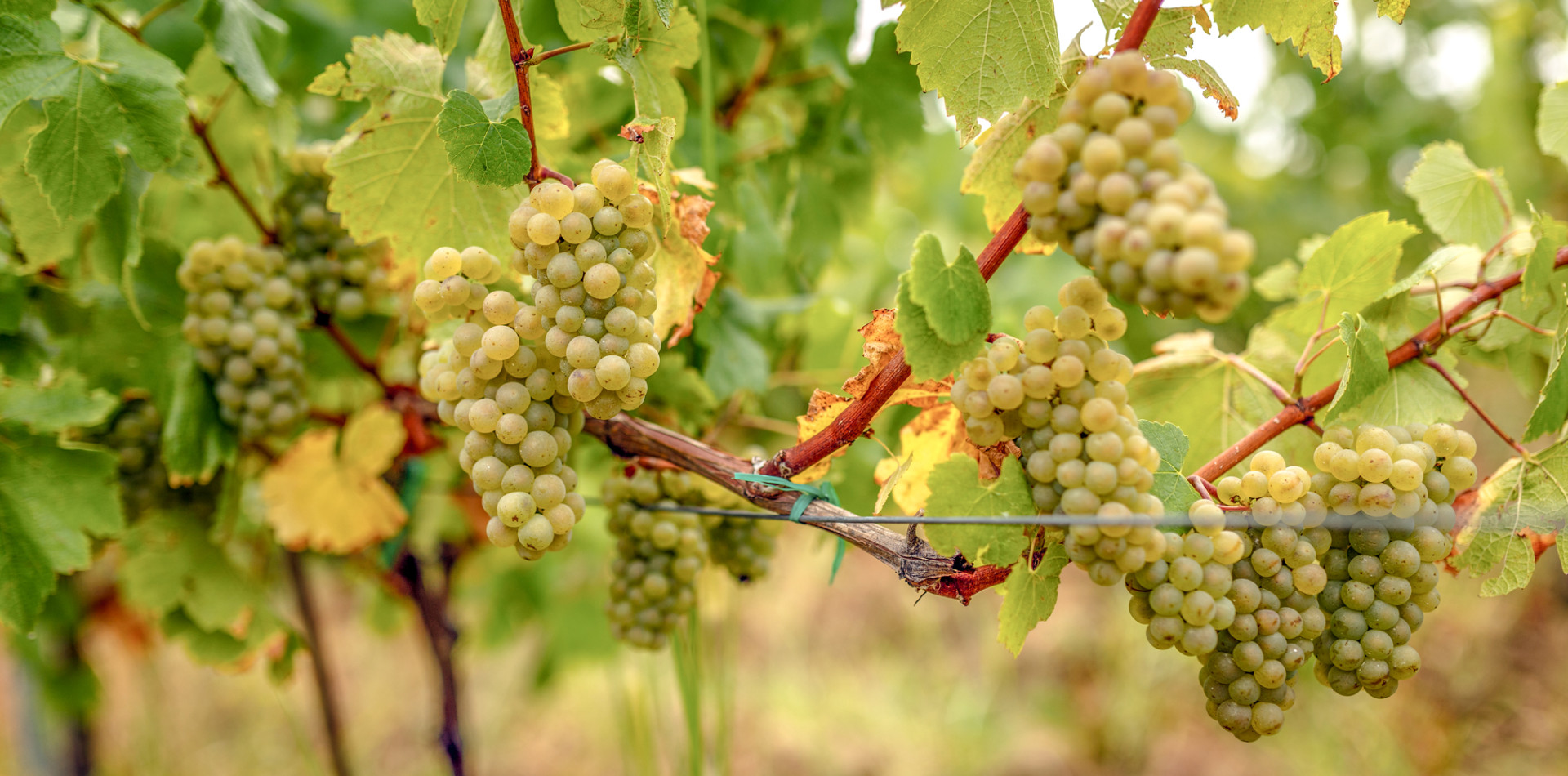 Grape Guide Chardonnay Grape Guide Chardonnay